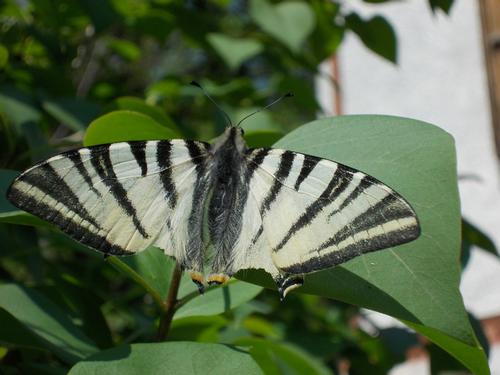 PODALIRIO  (Iphiclides podalirius)