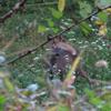 Bell'esemplare di CAPRIOLO (Capreolus capreolus) sorpreso fra i rami.