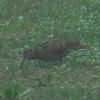 BECCACCIA (Scolopax rusticola)