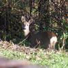 Esemplare femmina di CAPRIOLO (Capreolus capreolus) nella Valle del Tramazzo.