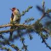 CARDELLINO (Carduelis carduelis)