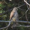 GHEPPIO (Falco tinnunculus)