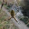 RAGNO VESPA (Argiope bruennichi)