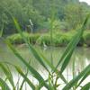 AIRONE CINERINO (Ardea cinerea) nella Riserva di Punte Alberete.